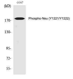 Phospho-ErbB2 (HER-2) (Tyr1221, Tyr1222) Antibody in Western Blot (WB)