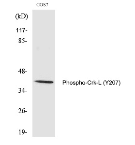 Phospho-CrkL (Tyr207) Antibody in Western Blot (WB)