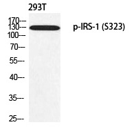 Phospho-IRS1 (Ser323) Antibody in Western Blot (WB)