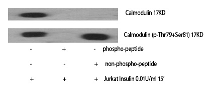 Phospho-Calmodulin (Thr80, Ser82) Antibody in Western Blot (WB)