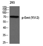 Phospho-ITK (Tyr512) Antibody in Western Blot (WB)
