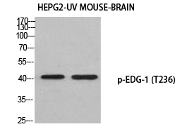 Phospho-S1P1 (Thr236) Antibody in Western Blot (WB)
