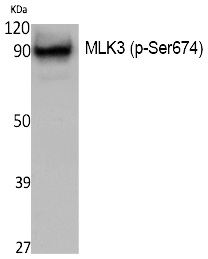 Phospho-MLK3 (Ser674) Antibody in Western Blot (WB)