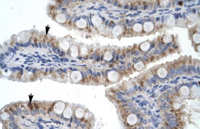 ZNF341 Antibody in Immunohistochemistry (Paraffin) (IHC (P))