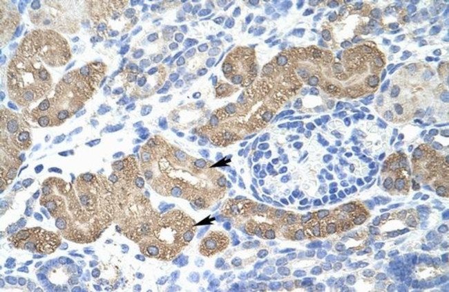 L3MBTL2 Antibody in Immunohistochemistry (Paraffin) (IHC (P))