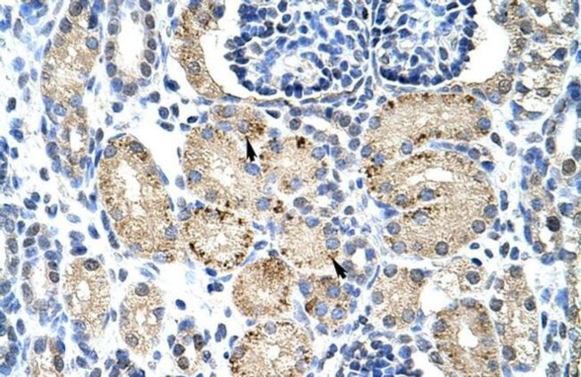ELL Antibody in Immunohistochemistry (Paraffin) (IHC (P))