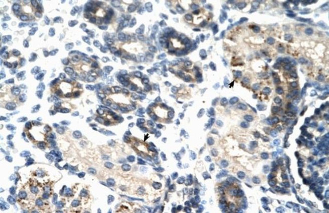 TSC22D4 Antibody in Immunohistochemistry (Paraffin) (IHC (P))