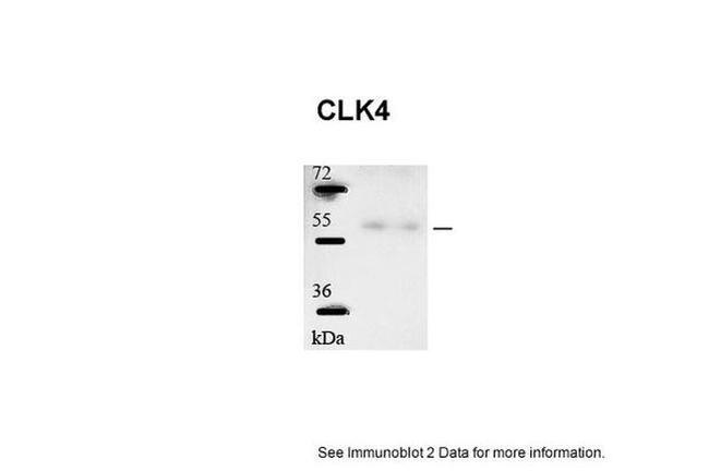 CLK4 Antibody in Western Blot (WB)