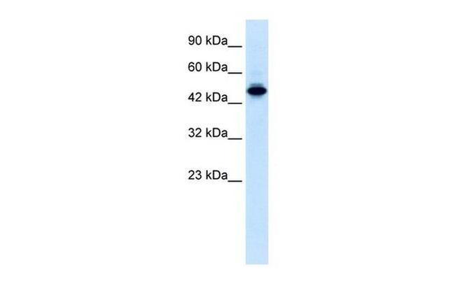 ELF2 Antibody in Western Blot (WB)