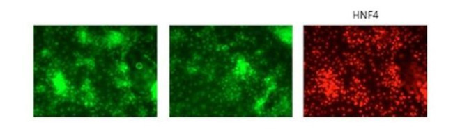 GATA6 Antibody in Immunocytochemistry (ICC/IF)