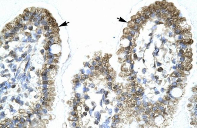 MYCBP Antibody in Immunohistochemistry (Paraffin) (IHC (P))