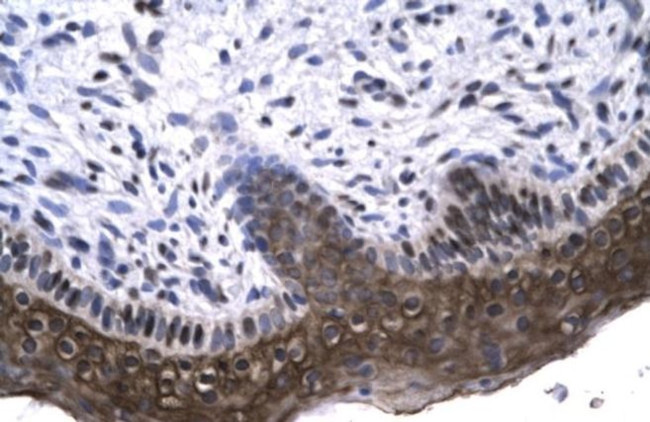 RAX Antibody in Immunohistochemistry (IHC)
