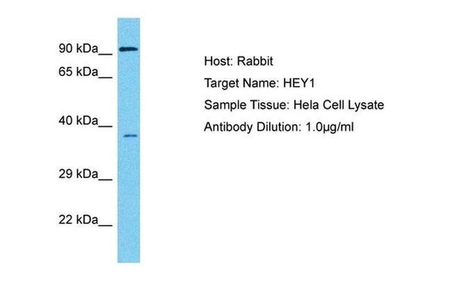 HEY1 Antibody in Western Blot (WB)