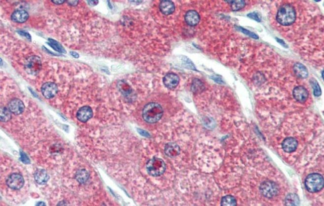 ZNF777 Antibody in Immunohistochemistry (IHC)