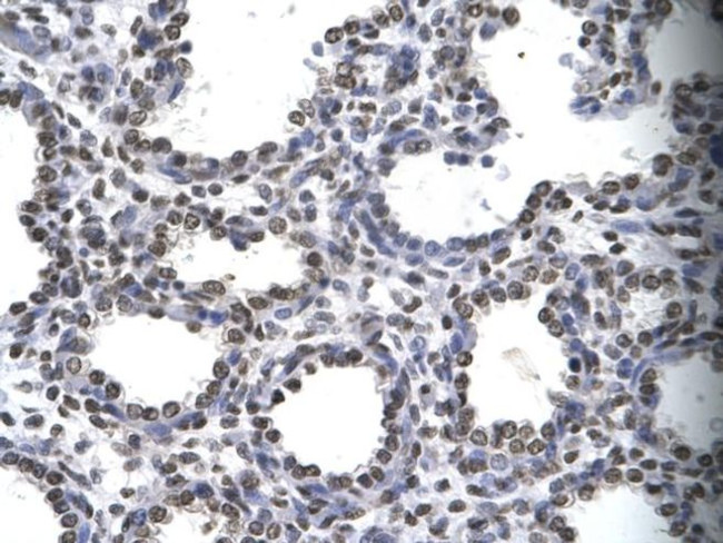 MYEF2 Antibody in Immunohistochemistry (Paraffin) (IHC (P))