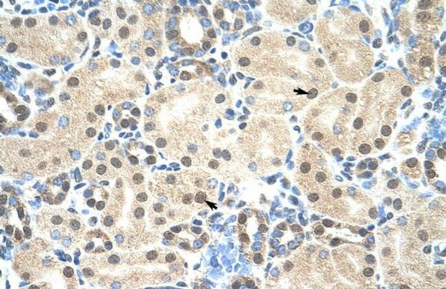 MORF4L2 Antibody in Immunohistochemistry (IHC)