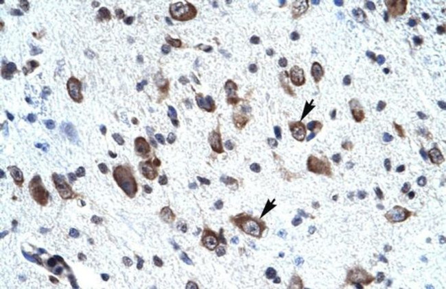 MORF4L2 Antibody in Immunohistochemistry (Paraffin) (IHC (P))