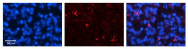 CRSP9 Antibody in Immunohistochemistry (Paraffin) (IHC (P))