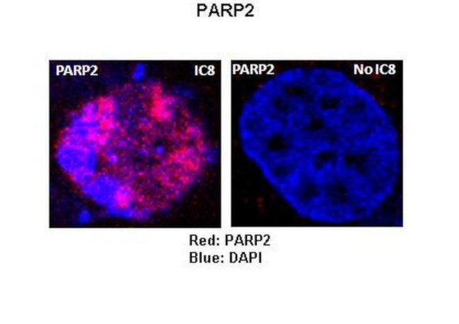 PARP2 Antibody in Immunocytochemistry (ICC/IF)