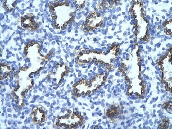 RFP2 Antibody in Immunohistochemistry (Paraffin) (IHC (P))