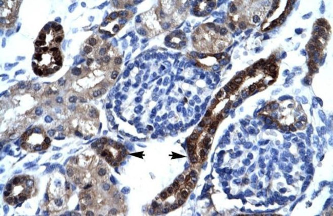 AKAP17A Antibody in Immunohistochemistry (IHC)
