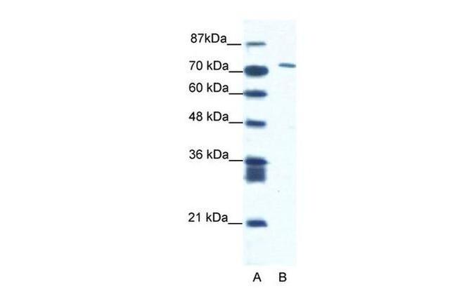 MAMLD1 Antibody in Western Blot (WB)
