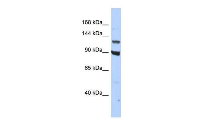 PER3 Antibody in Western Blot (WB)