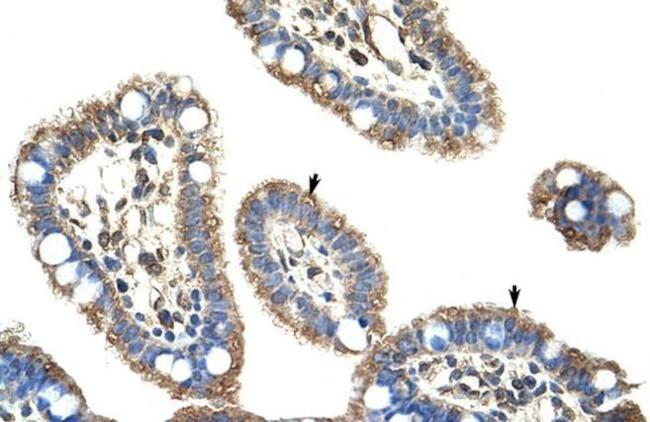 DMTF1 Antibody in Immunohistochemistry (IHC)