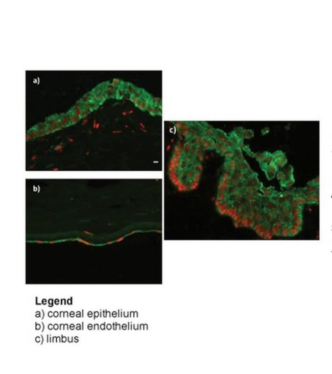 RBBP9 Antibody in Immunocytochemistry (ICC/IF)