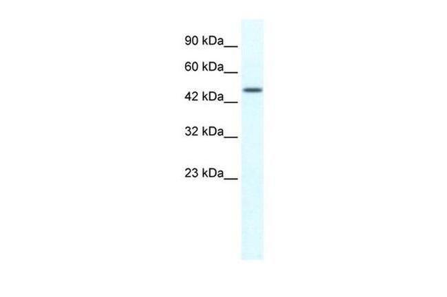 RNF23 Antibody in Western Blot (WB)