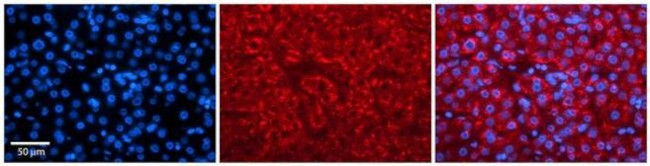 KV3.3 (KCNC3) Antibody in Immunohistochemistry (Paraffin) (IHC (P))