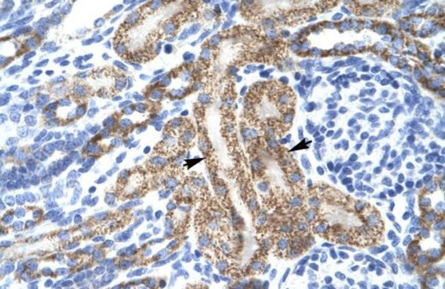 KV1.8 (KCNA10) Antibody in Immunohistochemistry (IHC)