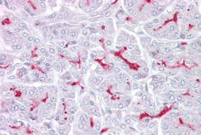 TRPM5 Antibody in Immunohistochemistry (IHC)