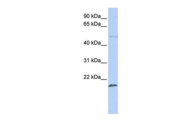 ZNF79 Antibody in Western Blot (WB)