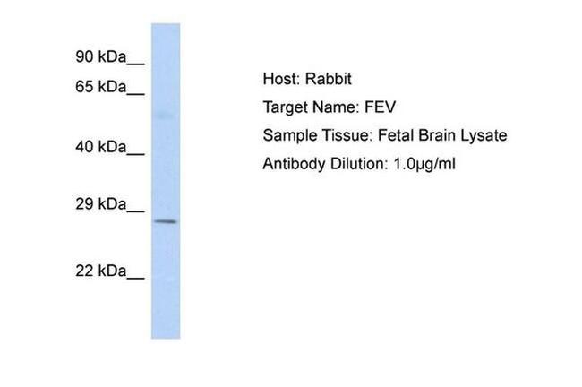 FEV Antibody in Western Blot (WB)