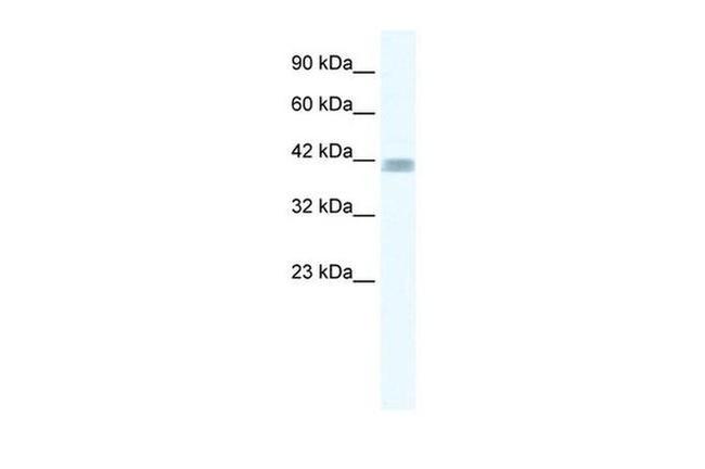 ZNF529 Antibody in Western Blot (WB)