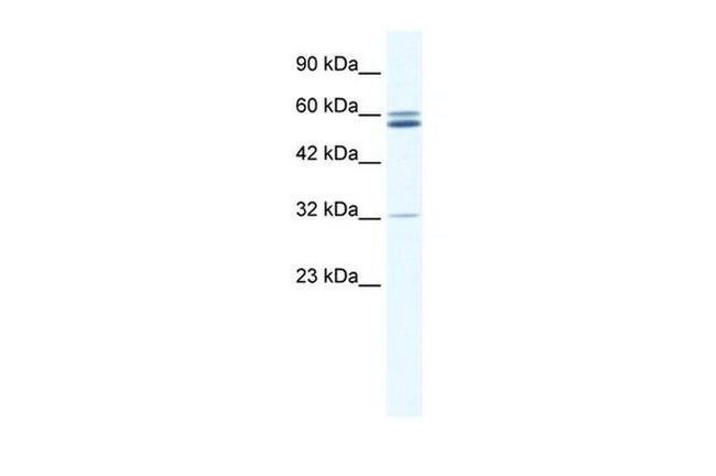 ZNF491 Antibody in Western Blot (WB)