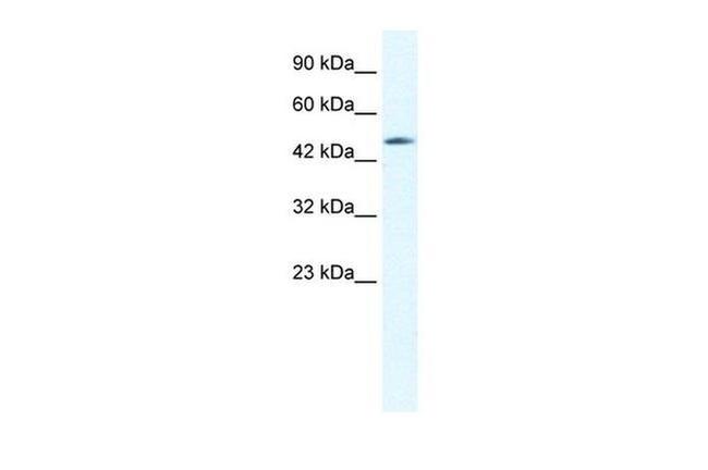 Connexin 40.1 Antibody in Western Blot (WB)
