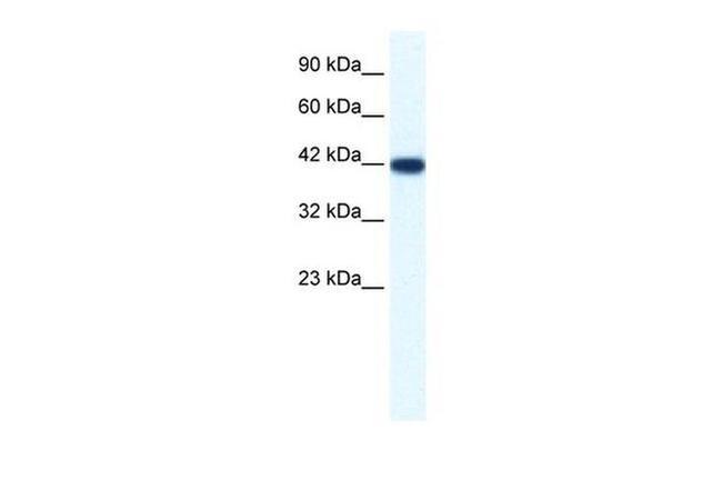 IBSP Antibody in Western Blot (WB)