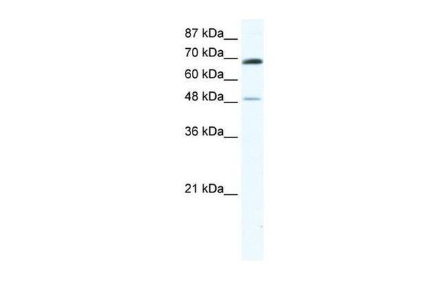 ZNF35 Antibody in Western Blot (WB)