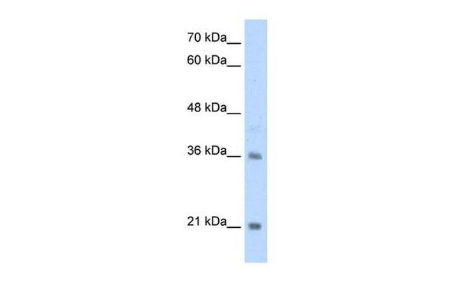 TCF15 Antibody in Western Blot (WB)
