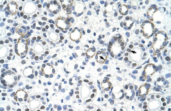 GSC2 Antibody in Immunohistochemistry (IHC)