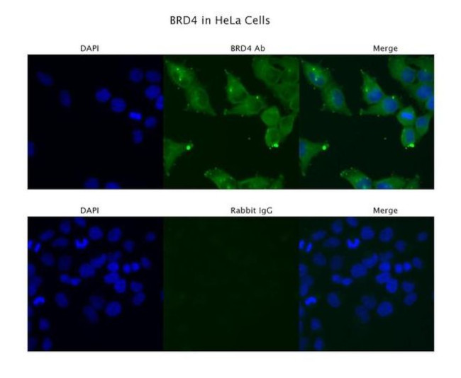 BRD4 Antibody in Immunocytochemistry (ICC/IF)