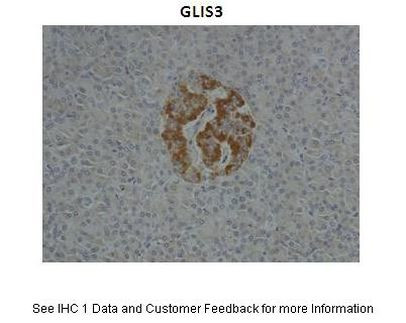 GLIS3 Antibody in Immunohistochemistry (IHC)