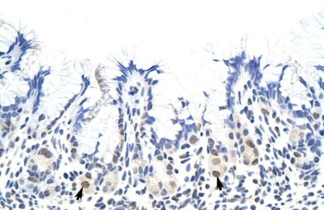 hnRNP A1L2 Antibody in Immunohistochemistry (Paraffin) (IHC (P))