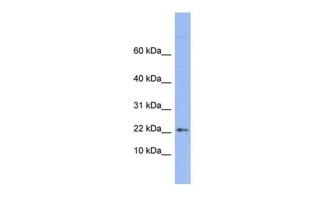 RPS24 Antibody in Western Blot (WB)