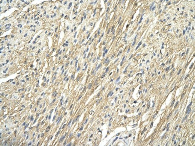RPS29 Antibody in Immunohistochemistry (Paraffin) (IHC (P))