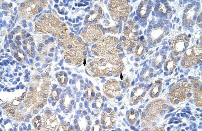 eIF3g Antibody in Immunohistochemistry (Paraffin) (IHC (P))