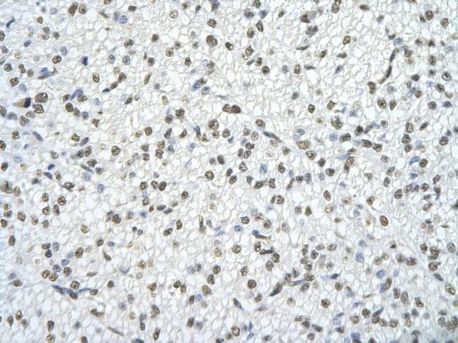 SFRS10 Antibody in Immunohistochemistry (Paraffin) (IHC (P))