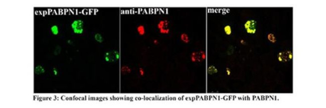 PABPN1 Antibody in Immunocytochemistry (ICC/IF)